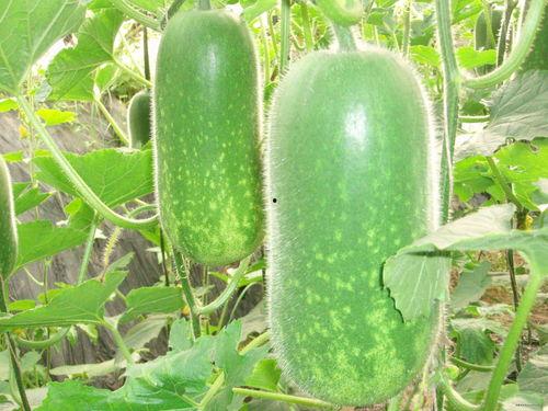 网红周丽珊吃瓜图片,瓜界新宠儿 第1张 网红周丽珊吃瓜图片,瓜界新宠儿 第1张